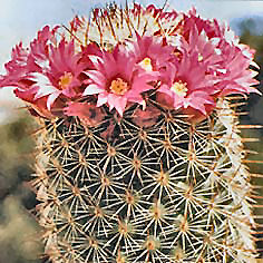 Cactus mammillaria spinosiss.